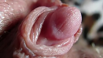 Intense Close-Up Of My Pulsating Large Clitoris During Bdsm Play